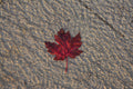 "Ripple leaf"